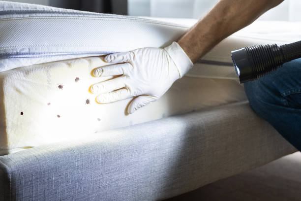 Best Rat Extermination Near Me  in North St Paul, MN