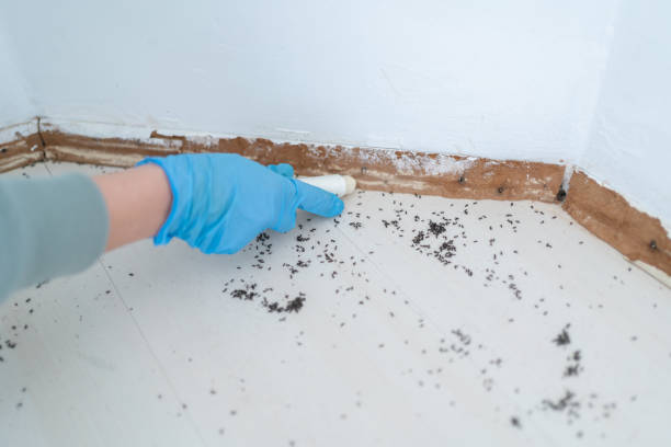 Best Wasp Removal Services  in North St Paul, MN
